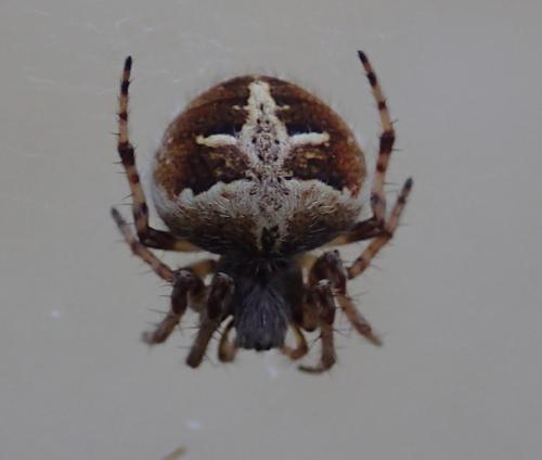 Agalenatea redii